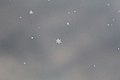 Snowflakes Close-up.jpg