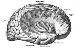 الفص الجزيري الأيمن من الدماغ، أُزيل الوصاد (Operculum) للوصول إليه