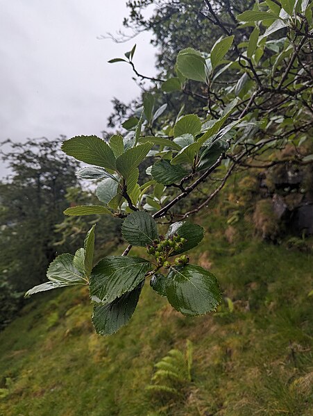 File:Sorbus stenophylla, Tarren yr Esgob (53139845802).jpg