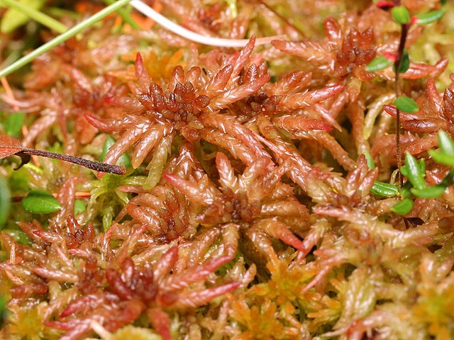 Primer plano de musgo sphagnum, turba y musgo quacker. comúnmente  encontrado en suelos húmedos en los trópicos.