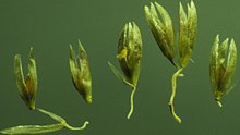 Spikelets Sporobolus cryptandrus (4101220370).jpg