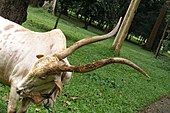 Sri Lanka, Botanischer Garten Peradeniya, Bull.jpg