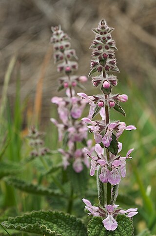 <i>Stachys ajugoides</i> Species of flowering plant