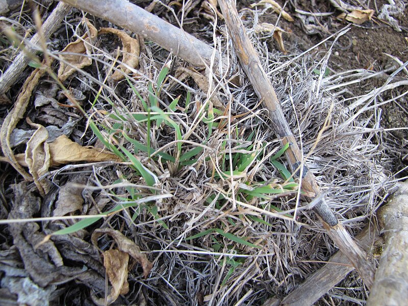 File:Starr-130320-3240-Bothriochloa pertusa-habit-Mokolea Pt Kilauea Pt NWR-Kauai (25090666162).jpg