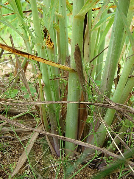 File:Starr 080610-8289 Cymbopogon citratus.jpg