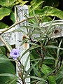 Ruellia brittoniana