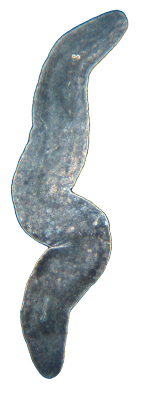 Sterreria variabilis2.png -kuvan kuvaus.