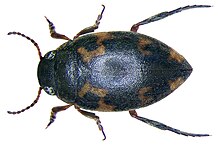 Stictonectes lepidus (Olivier, 1795).jpg