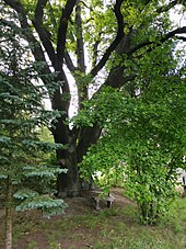 English oak (Quercus robur)