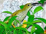 Thumbnail for Streaked spiderhunter