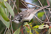 Striped Honeyeater gleaning for insects