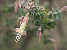 Styphelia perileuca Styphelia perileuca.jpg