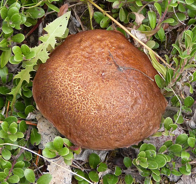 File:Suillus pictus, probably - Flickr - gailhampshire (1).jpg