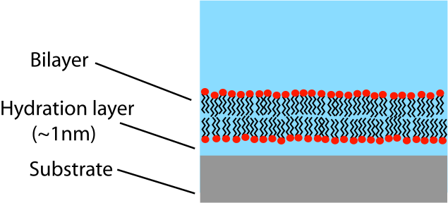 File:Supported bilayer.svg