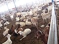 Susya goat farm.jpg