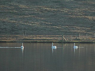 East Loch of Skaw