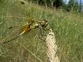 Sličica za različico z datumom 15:26, 7. oktober 2006