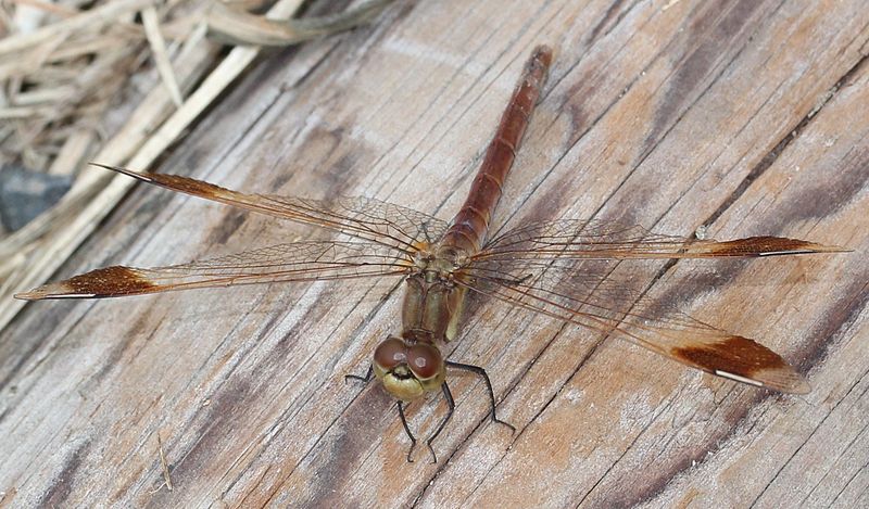 File:Sympetrum pedemontanum elatum (female s4).JPG