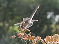 Sympetrum vulgatum