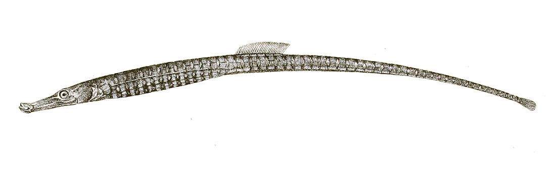 File:Syngnathus spicifer Achilles 174.jpg