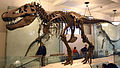 American Museum of Natural History, New York.