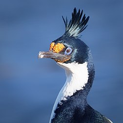 Un cormoran des Kerguelen (Leucocarbo verrucosus), près de la base de Port-aux-Français, dans l'archipel des Kerguelen (Terres australes et antarctiques françaises). (définition réelle 2 384 × 2 384)