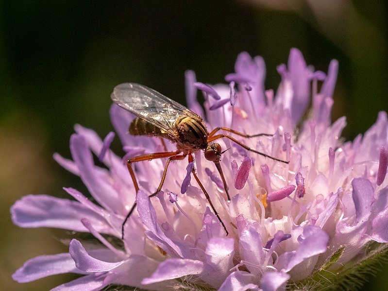 File:Tanzfliege Rhamphomyia Acker-Witwenblume Knautia arvensis 5211781.jpg