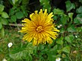 Taraxacum officinale Mexacán común