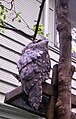 Tawny Frogmouth at the Walkabout Wildlife Centre in Brisbane Forest Park, Queensland, Australia, showing camouflage pattern on back.