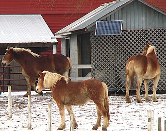 Vlaamse Paarden op een Amish-boerderij.