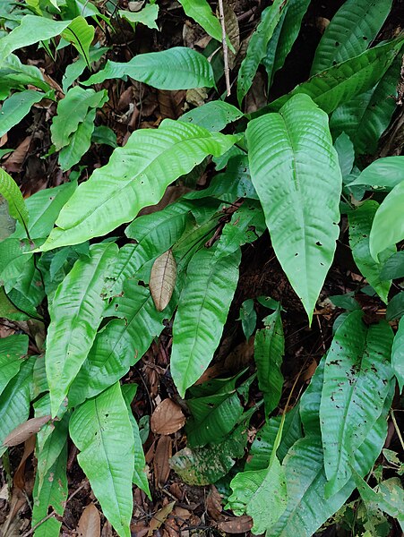 File:Tectaria singaporeana, Bukit Timah Reserve, 2023 - 1.jpg