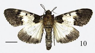 <i>Teliphasa albifusa</i> Species of moth