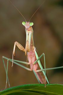 <i>Tenodera</i> Genus of praying mantises