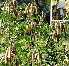 Beschrijving van Tephrosia vogelii-- the Fish Poison Bean (26805852961) .jpg.