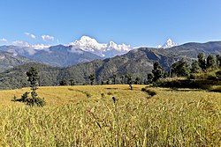 Terrace farms in Kaski, with mountains in the background.jpg