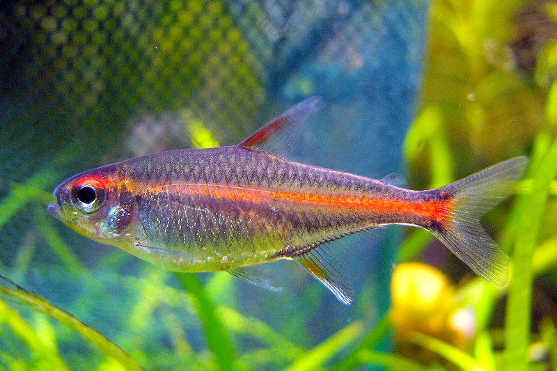 orange tetra fish