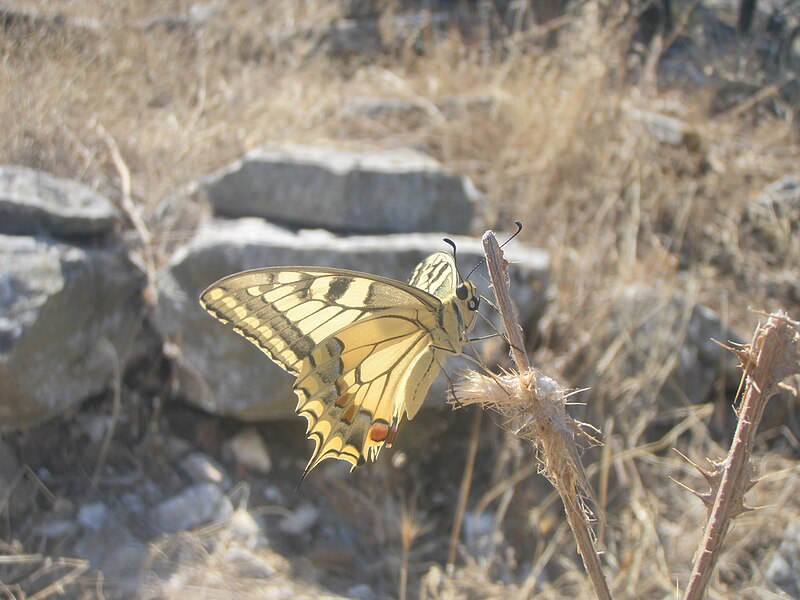 File:Thassos8 -Koninginnepage Papilio machaon (2).JPG