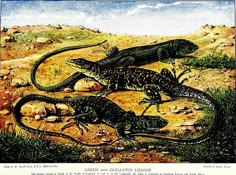 File:The living animals of the world, a popular natural history. An interesting description of beasts, birds, fishes, reptiles, insects, etc., with authentic anecdotes (1906) (14568832287).jpg
