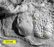 Encrusting cyclostome bryozoans (B), the one on the right showing swollen gonozooids; T = thecideide brachiopod and S = sabellid worm tube; Jurassic of Poland. ThecideanZalas.jpg