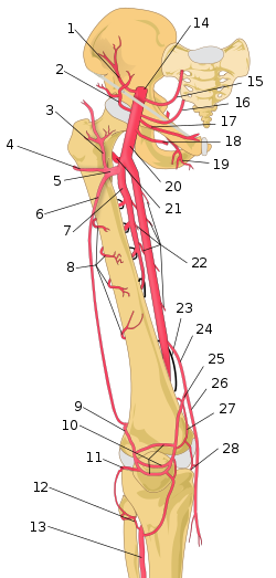 Thigh arteries schema numbered.svg