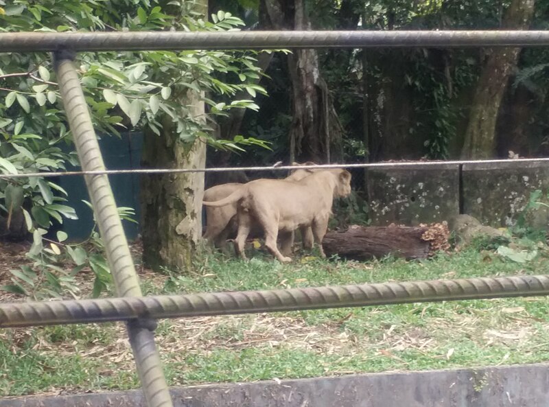 File:Tigers in Zoo Negara Malaysia (2).jpg