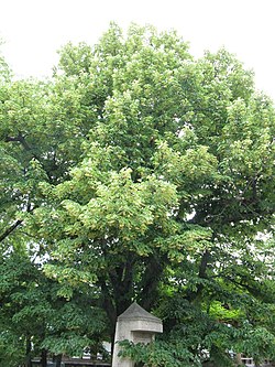 Tilia miqueliana1.jpg