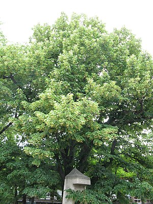 Tilia Miqueliana