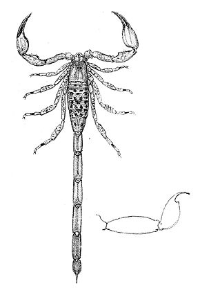 Resmin açıklaması Tityus pictus 1894.jpg.