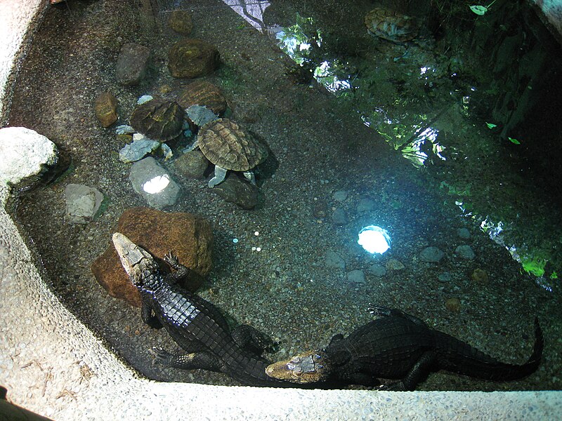 File:Toronto Zoo img 1785 (2068161994).jpg