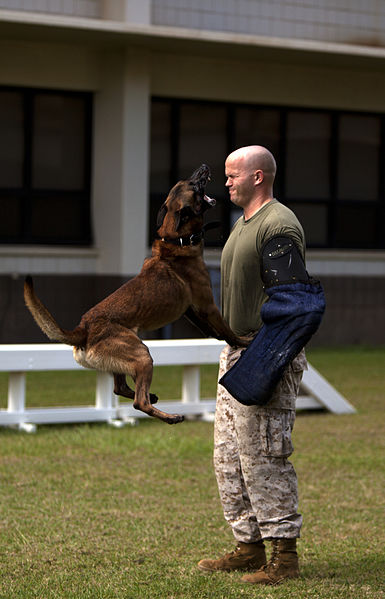 File:Training Unleashed, Marine dog handler shares bond with canine 131015-M-NP085-006.jpg