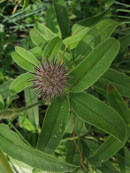 File:Trifolium alpestre flower (07).jpg