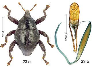 <i>Trigonopterus ejaculatorius</i> Species of beetle