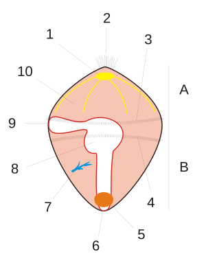 Trocòfora