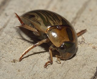 <i>Tropisternus collaris</i> Species of beetle